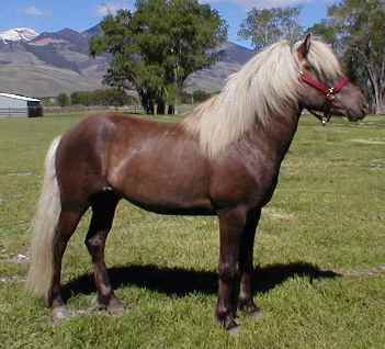 Darri, Icelandic Horse stallion