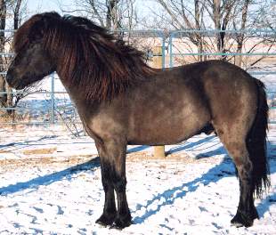Erill fra Sperdi, Icelandic Horse Stallion