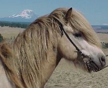 Gnupur of Alfasaga Icelandic Horses