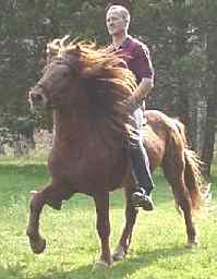 Hrokur, Icelandic Horse Stallion