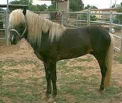 Kaftein, Icelandic Horse Stallion