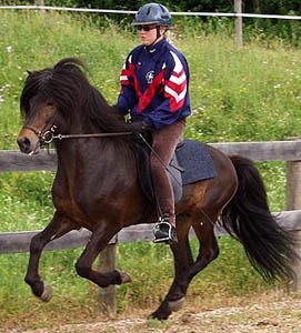 Kalman, Icelandic Horse stallion
