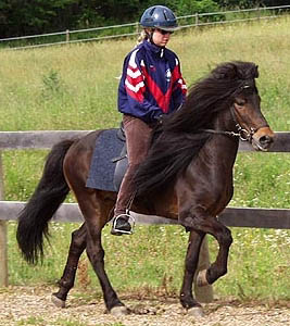 Kalman, Icelandic Horse stallion