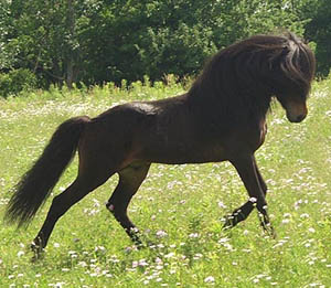Kalman, Icelandic Horse stallion