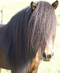 Kalman, Icelandic Horse stallion