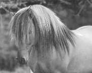 Kolskeggur, Icelandic Horse Stallion