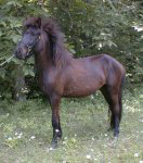 Krummi from Unicorn Valley, Icelandic Horse stallion