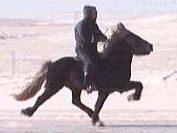 Kvittur, Icelandic Horse in pace