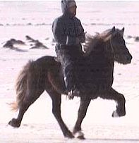 Kvittur, Icelandic Horse in tolt