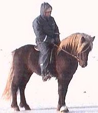 Kvittur, Icelandic Horse