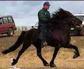 Kvittur, Icelandic Horse Stallion