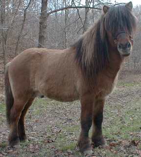 Landi, Icelandic Horse Stallion