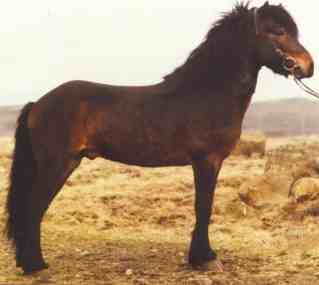 SEGULL fra Stora Hof , Icelandic Horse stallion