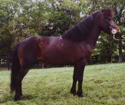 Skirnir, Icelandic Horse Stallion