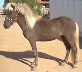 Sorli, Icelandic Horse Stallion